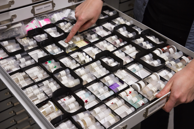 Eine Person wählt sorgfältig Fläschchen aus einer Schublade, die mit verschiedenen Arten von Fläschchen gefüllt ist, die wahrscheinlich für die Drogentests verwendet werden.