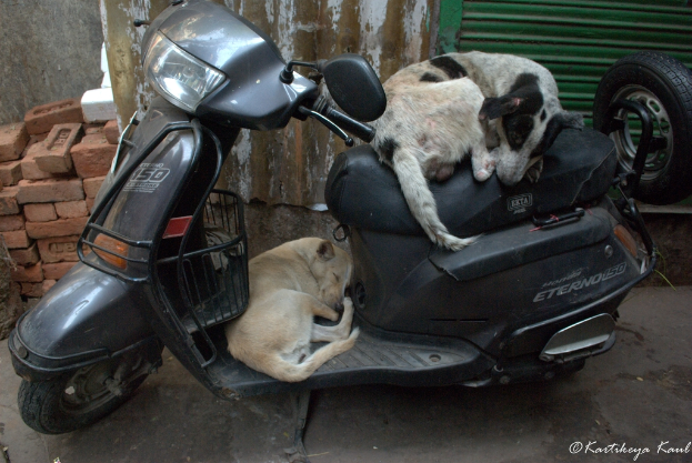 Ein Scooter mit zwei Hunden auf dem Gepäckträger, mit einer Backsteinmauer und zersplittertem Glas im Hintergrund.