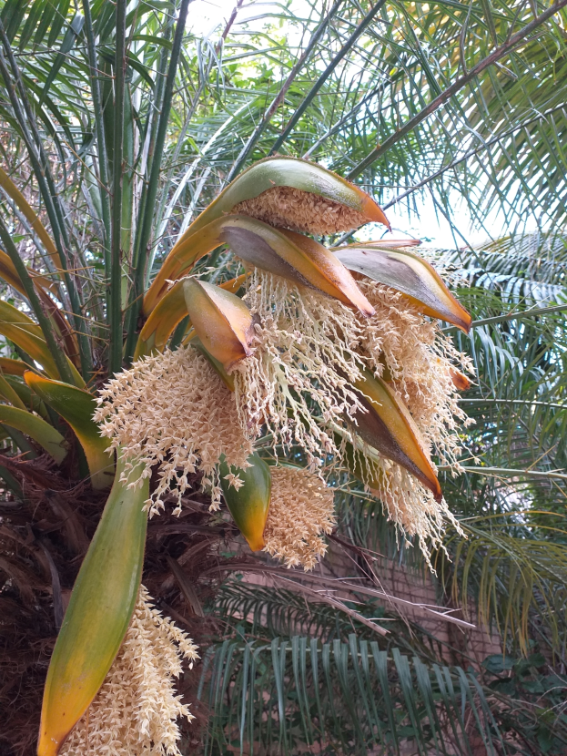 Ein Nahaufnahme eines Dattelpalmenbaums mit üppigen grünen Blättern und leuchtend gelben Blüten, vor einem sichtbaren Himmel.