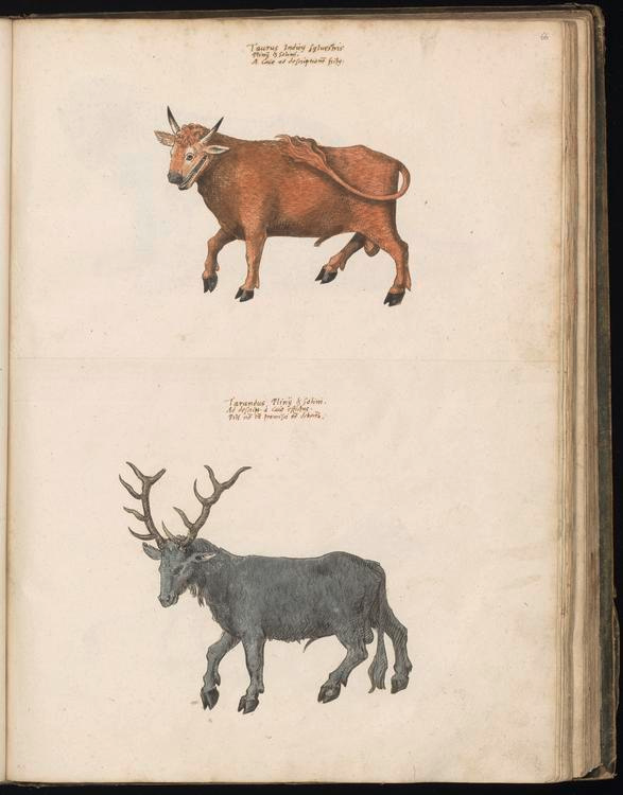 Ein aufgeschlagenes Buch mit dem Titel "Die Naturgeschichte der Tiere der Welt" mit detaillierten Illustrationen aus dem 19. Jahrhundert von einem Stier und einem Reh nebeneinander.