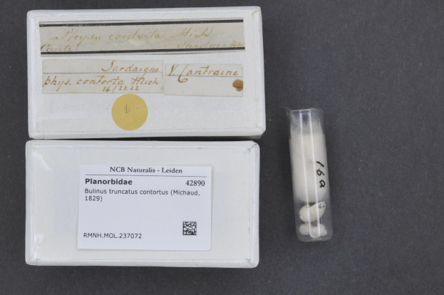 Eine Schachtel weißer Pillen, die mit "Ncb Naturals - Planorbidae" beschriftet ist, auf einem schwarzen Tisch, mit sichtbaren Pillen darin.