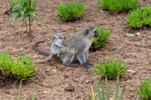 Ein Grüne Meerkatze und ihr Baby sitzen auf dem Boden umgeben von Pflanzen, wobei die Mutter das Baby nah an ihre Brust hält und beide neugierig wirken.