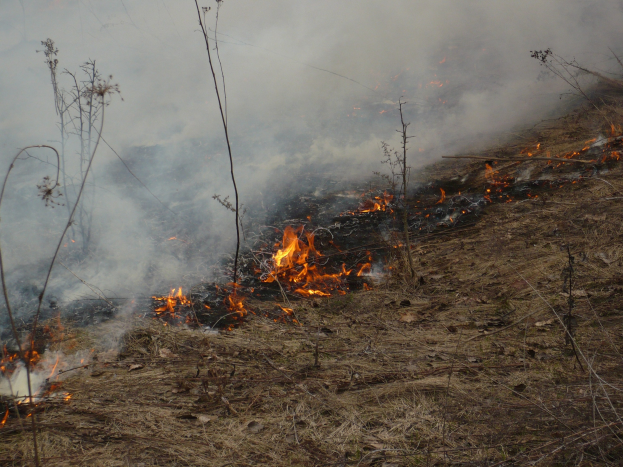 Ein kontrollierter Brand breitet sich in der Mitte eines Grasfeldes aus, während Rauch in den Himmel aufsteigt.