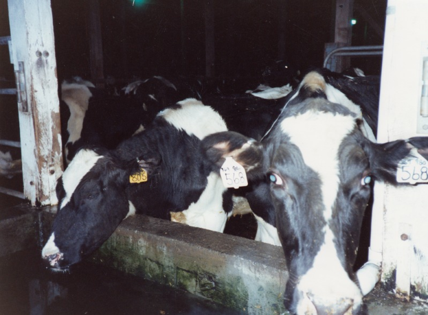 Eine Gruppe schwarzer und weißer Kühe mit Ohrmarken steht zusammen in einem Stall, mit Pfosten und einer Lampe im Hintergrund.