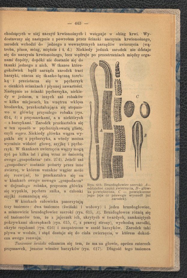 Ein aufgeschlagenes Buch mit einer Zeichnung eines Wurms auf der Seite, das Text und Bilder über den Wurm zeigt, auf einer Oberfläche plaziert.