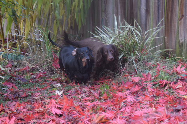 Zwei Hunde in der Mitte des Bildes schauen jemanden an, mit zahlreichen Blättern auf dem Boden.