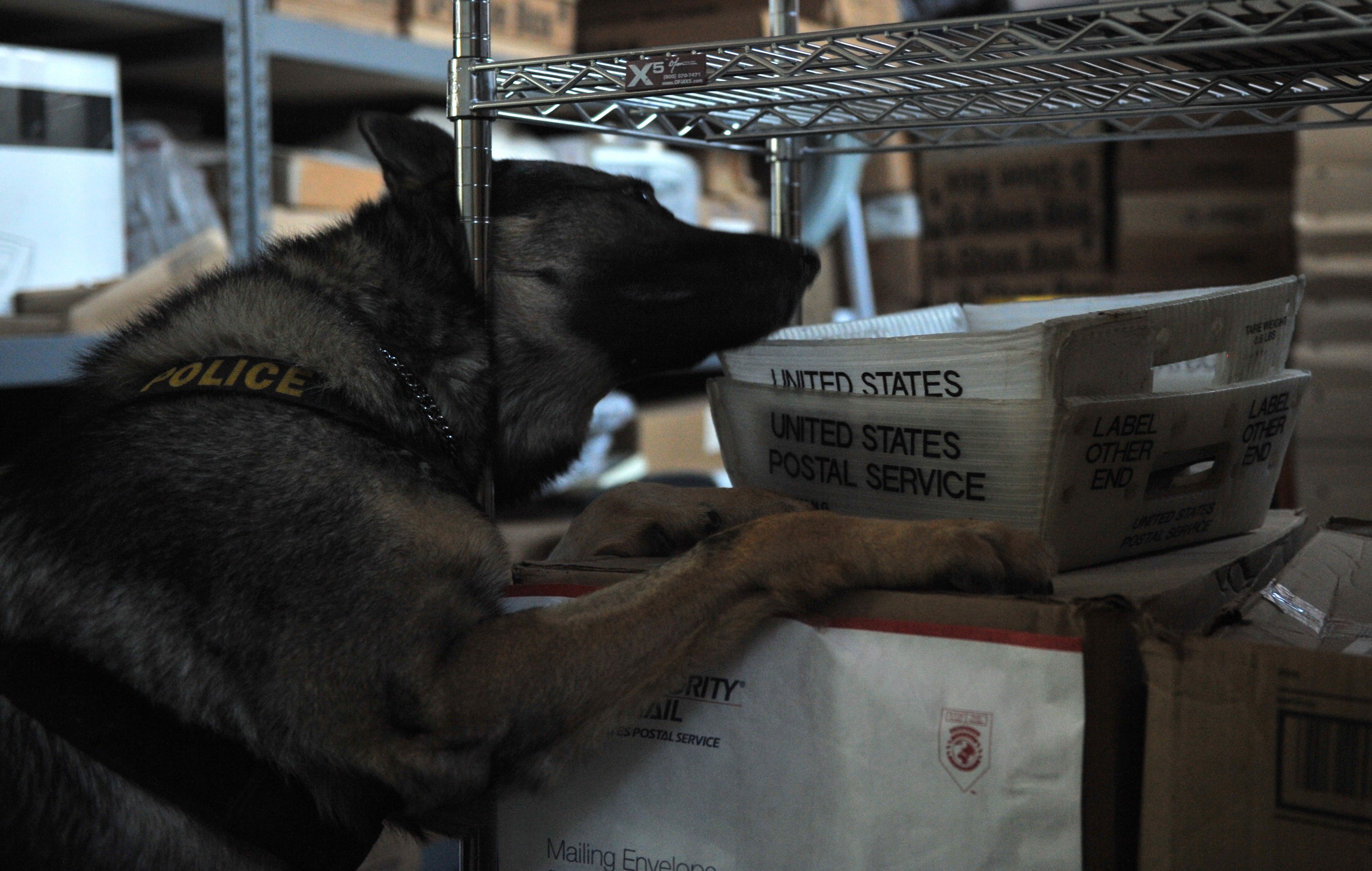 Ein schwarzer und brauner Polizeihund liegt auf einem Stapel Kisten in einem Lagerhaus umgeben von Kartonagen auf Regalen.