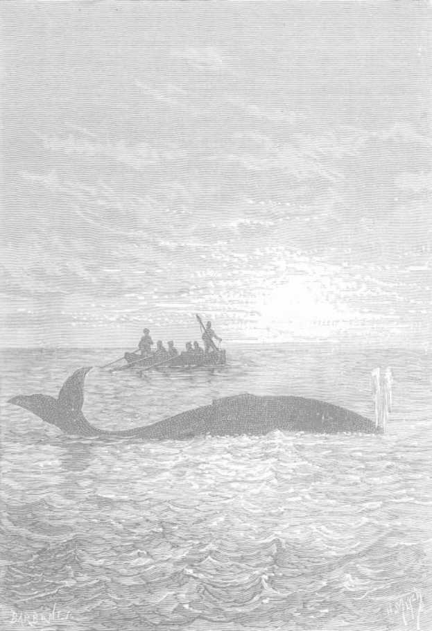 Schwarze und weiße Illustration eines Buckelwals, der im Meer schwimmt, mit einem Boot im Hintergrund, das mit Menschen gefüllt ist, mit der Beschriftung "Buckelwal von William Hogarth" unten.