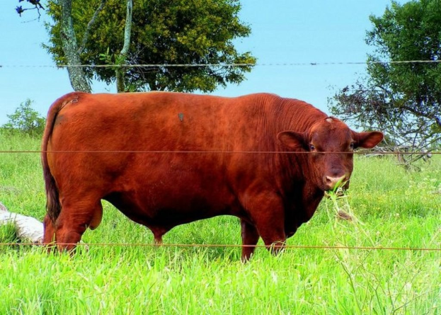 Stier hinter einem Zaun auf einer Wiese mit Bäumen im Hintergrund und Himmel öber ihm.