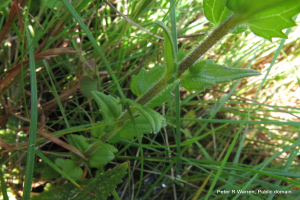 Nahaufnahme von Amerikanischem Germer, einer Pflanze mit leuchtend grünen Blättern, umgeben von saftigem Grün.
