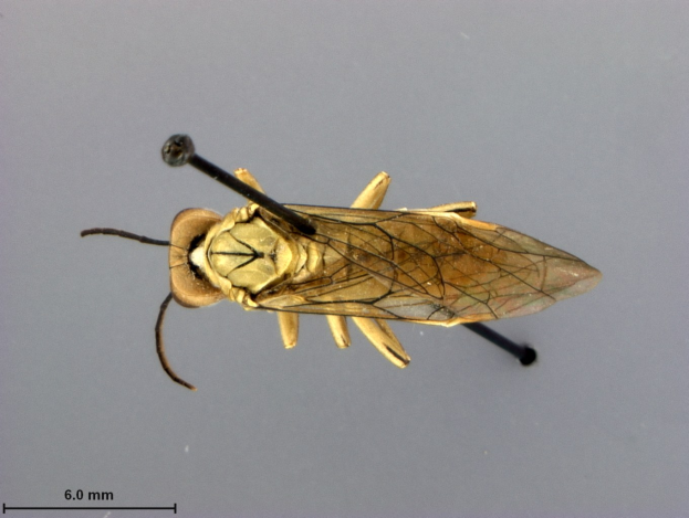 Nahaufnahme eines Pferdeticks, eines Insekts, auf einer grauen Oberfläche mit Text unten.