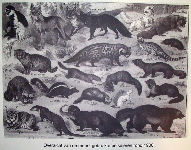 Ein Buchumschlag mit verschiedenen Tieren, darunter eine Katze, mit begleitendem Text.