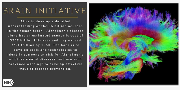 Ein Plakat mit einer bunten Illustration eines Gehirns auf der rechten Seite und Text auf der linken Seite, der das Ziel der Brain-Initiative beschreibt, die Neuronen im menschlichen Gehirn zu verstehen.