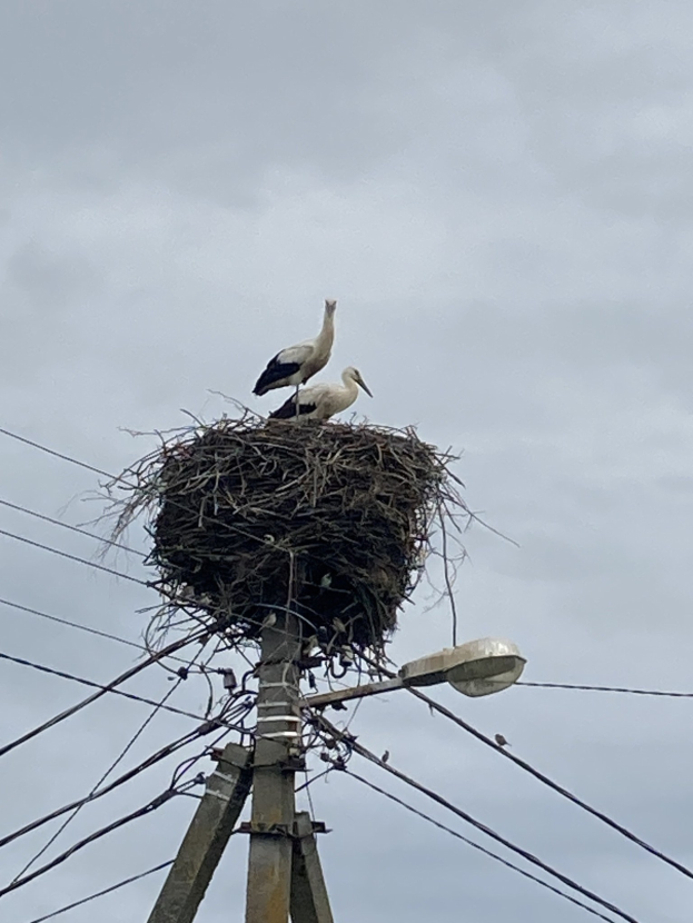 Zwei Weißstörche auf einem Nest auf einer Stromleitung sitzend, mit einer Straßenlaterne beleuchtet, vor einem Himmel-Hintergrund und Stromleitungen.