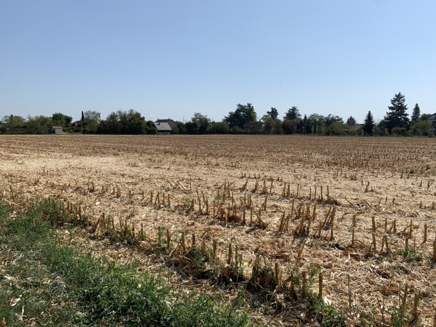 Ein Maisfeld inmitten von Gras, Bäumen und Häusern unter einem klaren blauen Himmel.