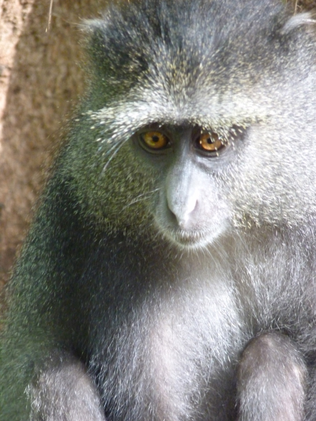 Ein Vervet-Äffchen mit grauer Fellfarbe und einem weißen Gesicht sitzt auf einem Felsen im Vordergrund und sieht aufmerksam und neugierig aus, mit zusammengeklappten Händen, vor einer Wand im Hintergrund.
