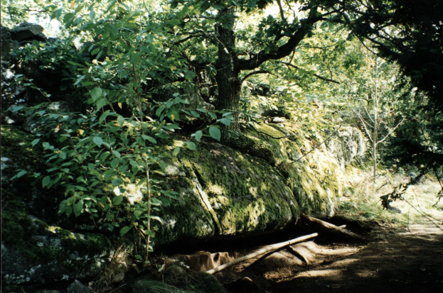 Großer Felsen in einem Wald mit Bäumen und Pflanzen, Holzstöcke am Boden und ein Foto von Gift-Esche auf dem Felsen.