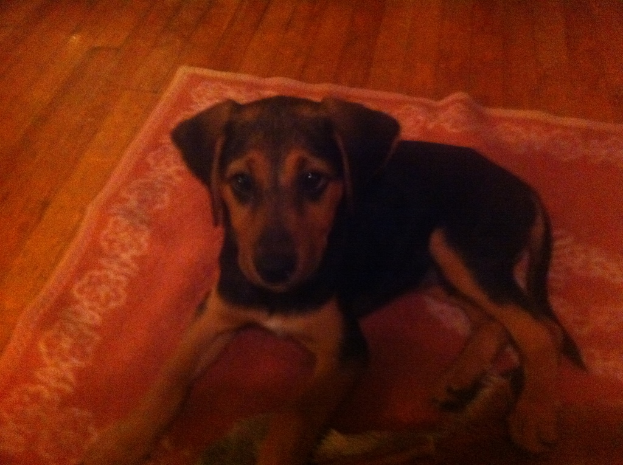 Ein Hund steht auf einer roten Matte mit einem Holzfußboden im Hintergrund.