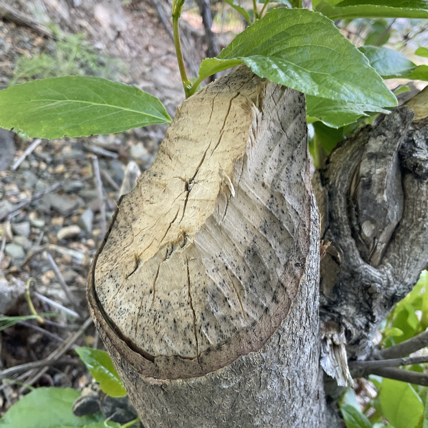 Ein verkohlter Baumstumpf liegt gespalten auf einem Waldboden, umgeben von verbrannten Blättern, Stängeln, Zweigen und Steinen.